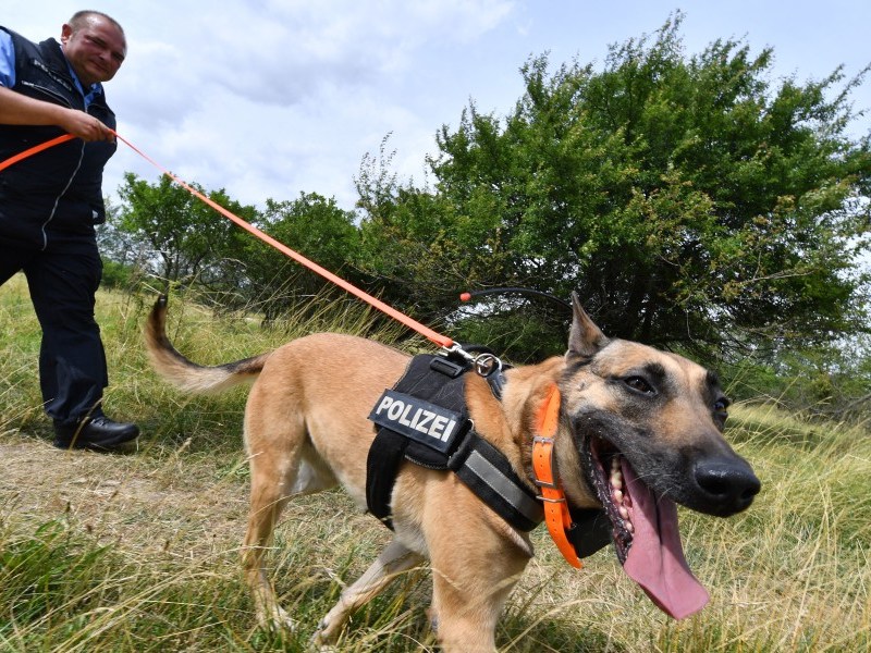 Ein Spürhund im Einsatz. (Symbolbild)