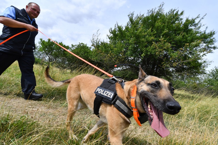 Ein Spürhund im Einsatz. (Symbolbild)