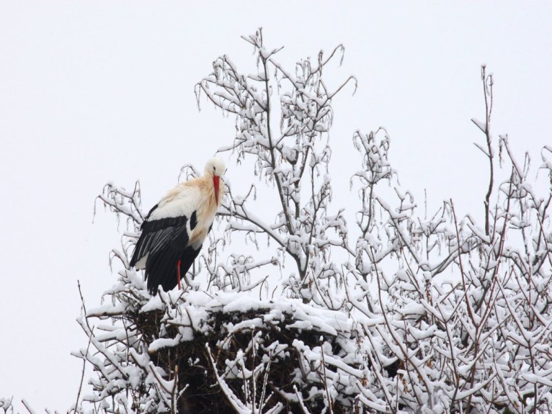 storch weißstorch winter schnee horst nest