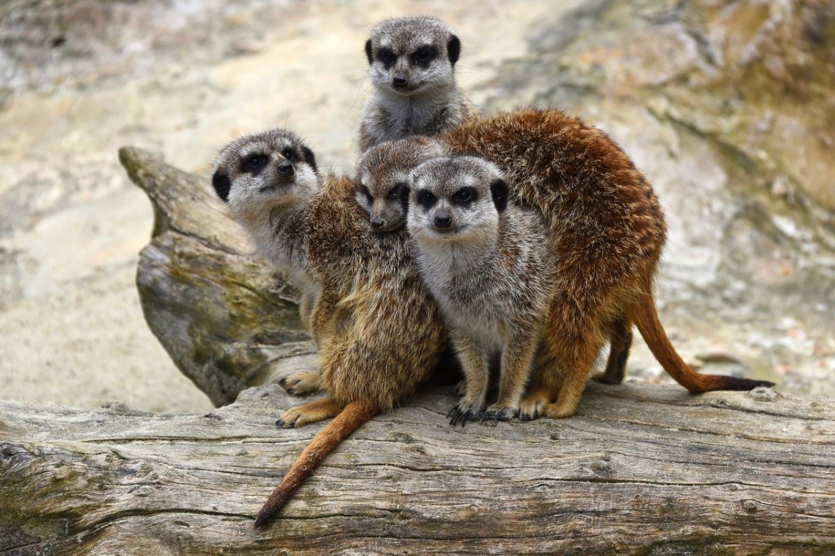 tierpark essehof spenensammler erdmännchen