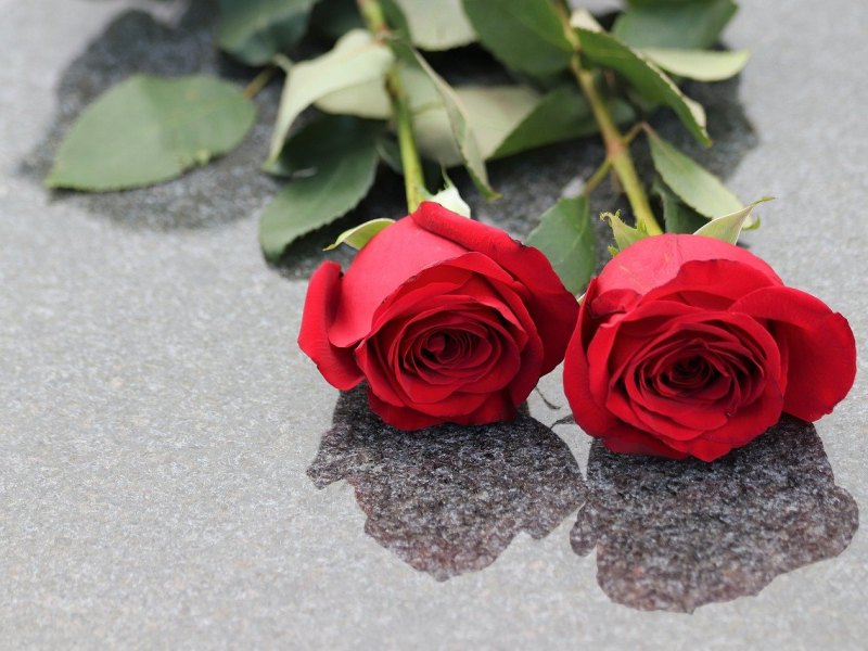 trauer rote rosen grab grabstein