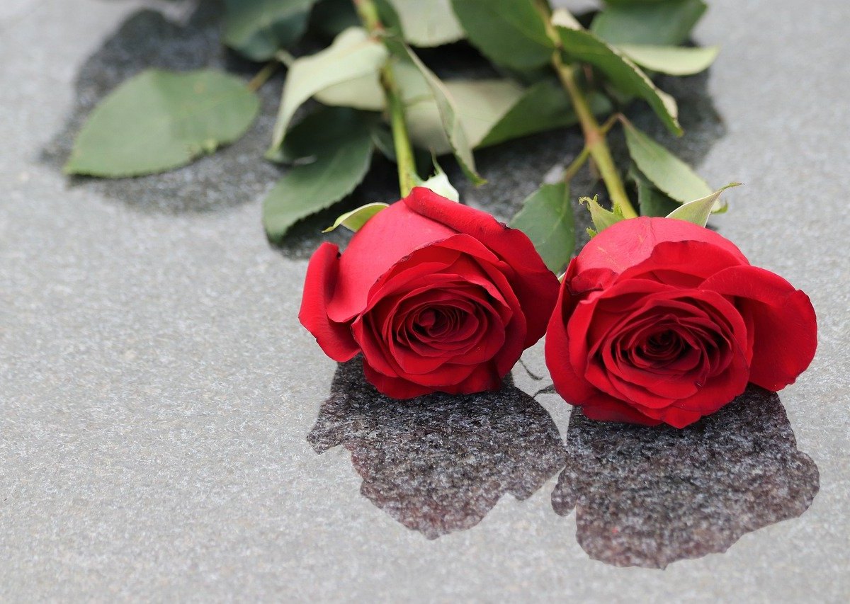 trauer rote rosen grab grabstein