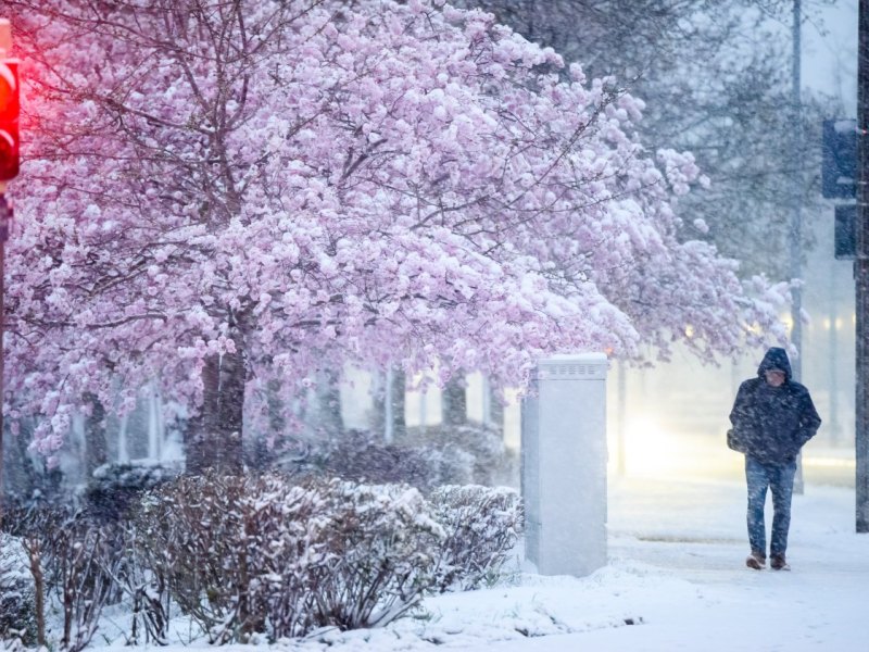 wetter niedersachsen april schnee kirschbblüte