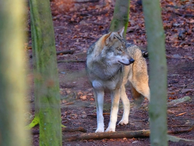 wolf.jpg