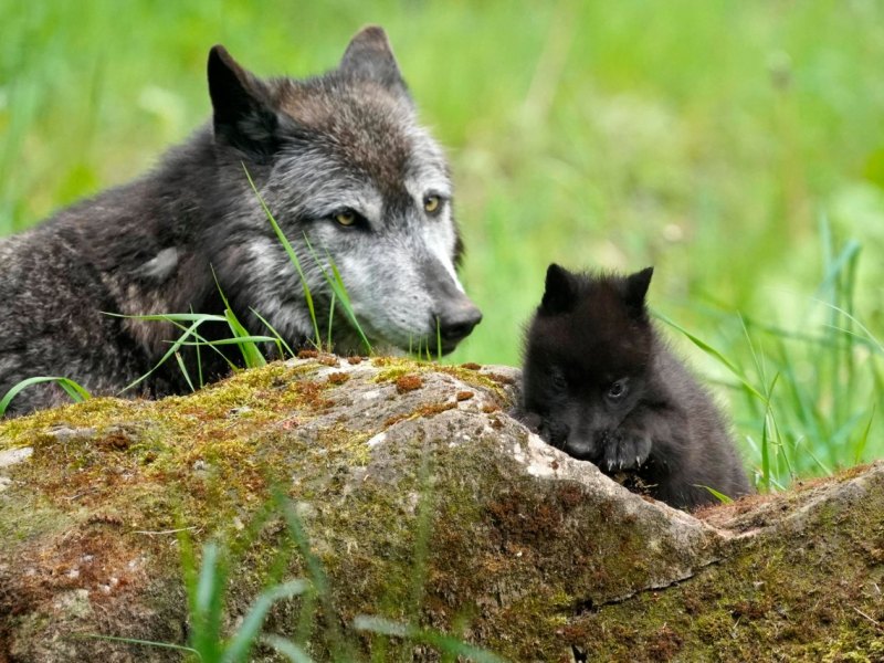 wolf niedersachsen.jpg