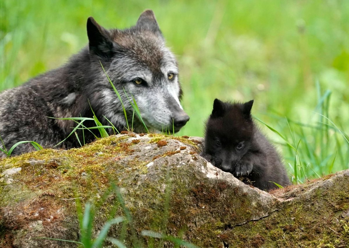 wolf niedersachsen.jpg