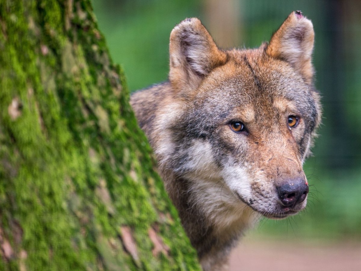 wolf niedersachsen