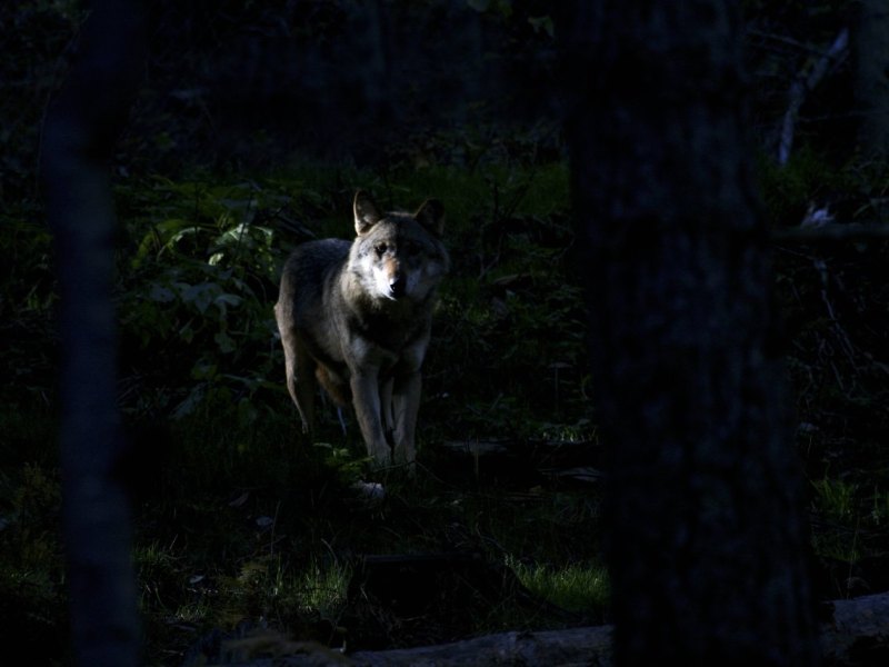 wolf.jpg