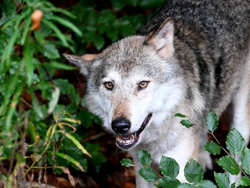 wolfie.jpg