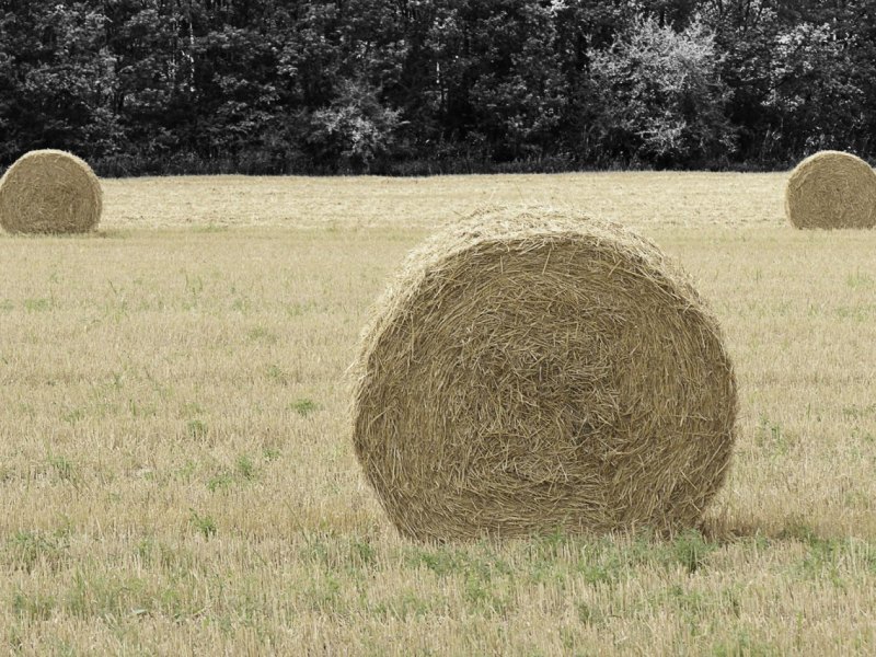 wolfsburg.jpg