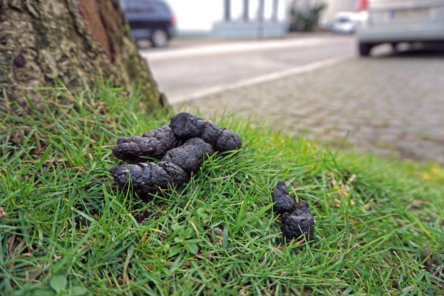 Wolfsburg: Hundekot störte den Spaziergang einer Frau. (Symbolbild)