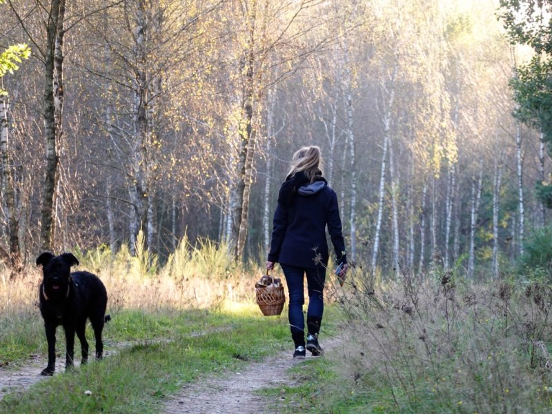 wolfsburg-wald-hund.jpg