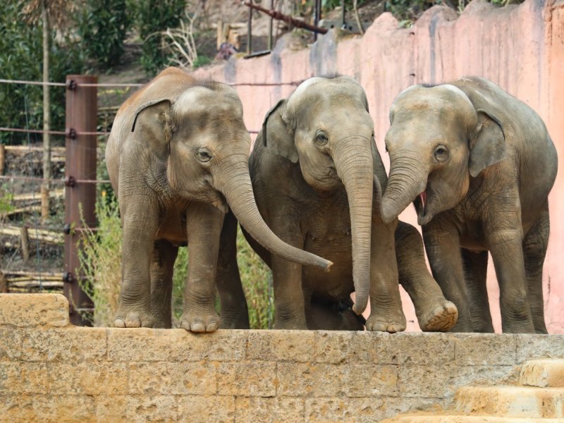 zoo hannover elefanten