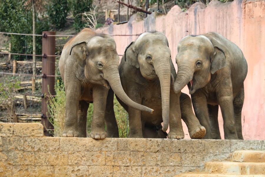 Elefanten im Zoo Hannover