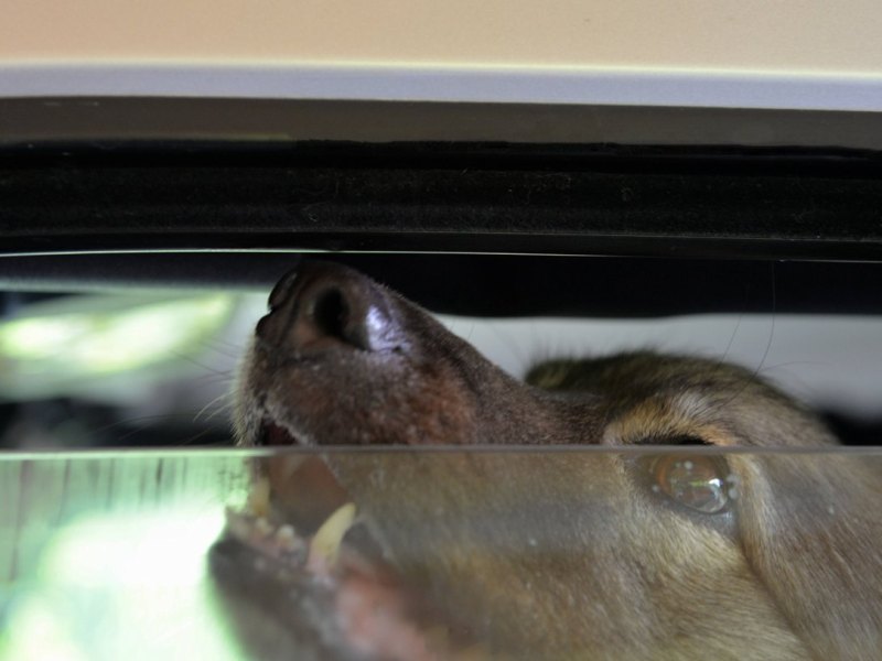 Braunschweig Hund Auto