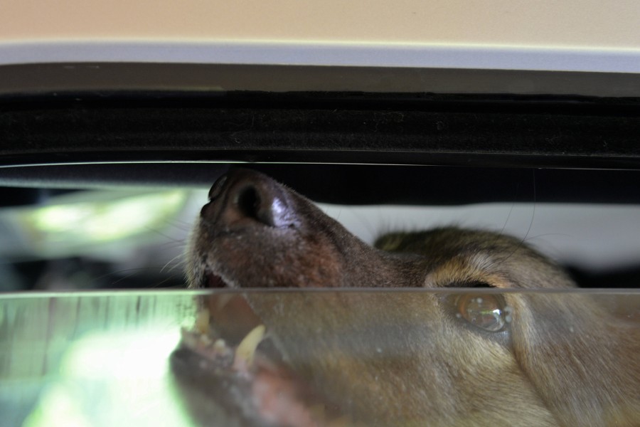 Der Hund saß vermutlich mehrere Stunden im Auto – in Braunschweig waren es 27 Grad. (Symbolbild)