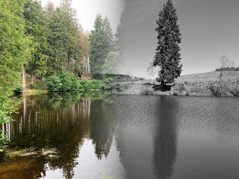 harz vorher nacher - Kopie.jpg