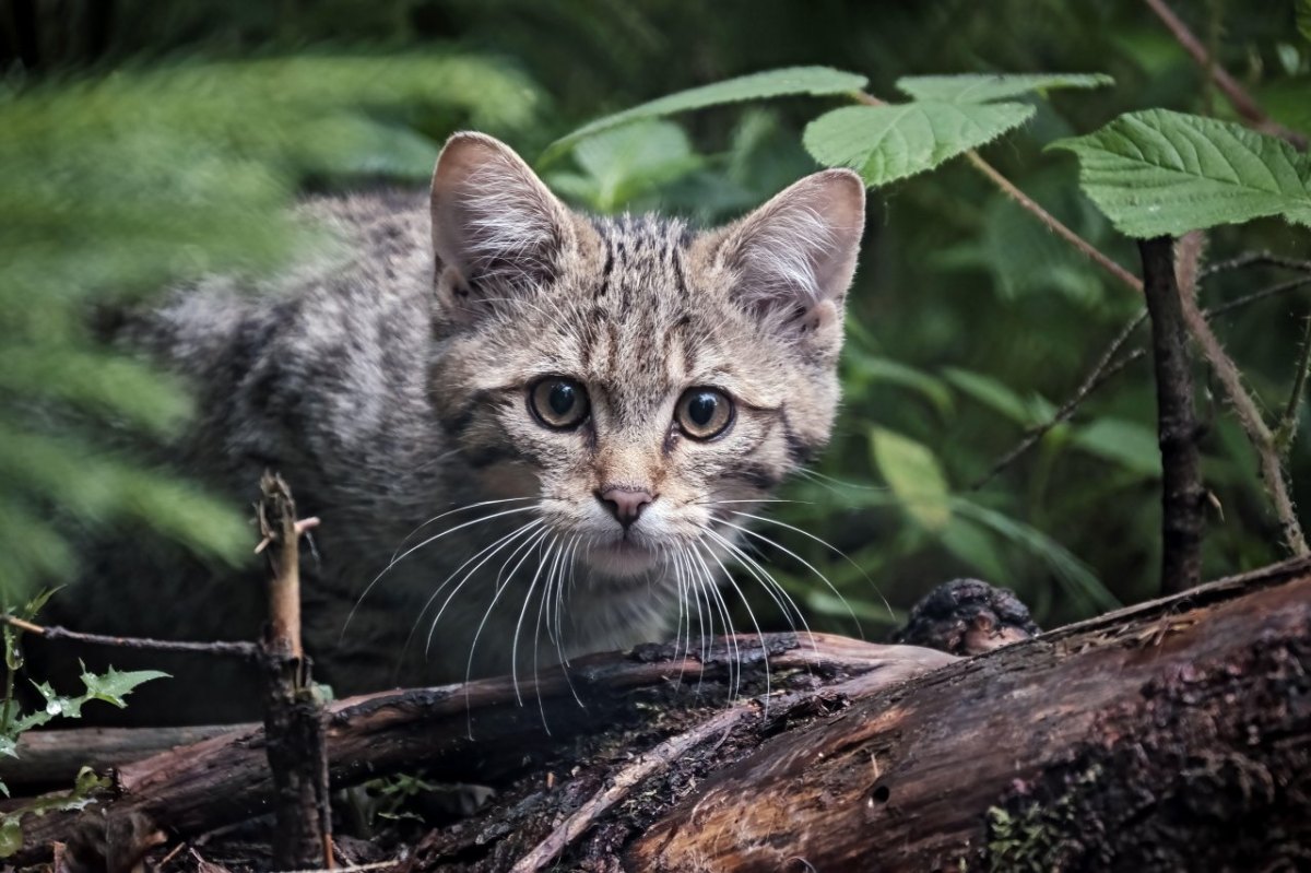 harz wildkatze baby.jpg