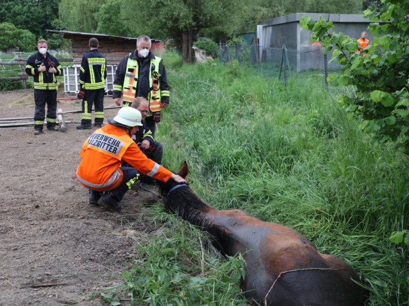 salzgitter pferd