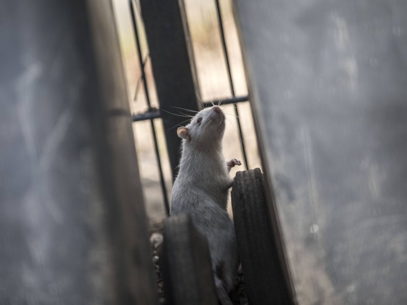 schloss braunschweig ratten ratte rattenplage müll