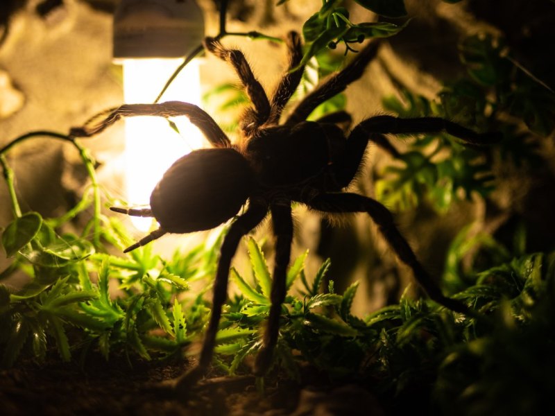 spinne vogelspinne braunschweig entenfang