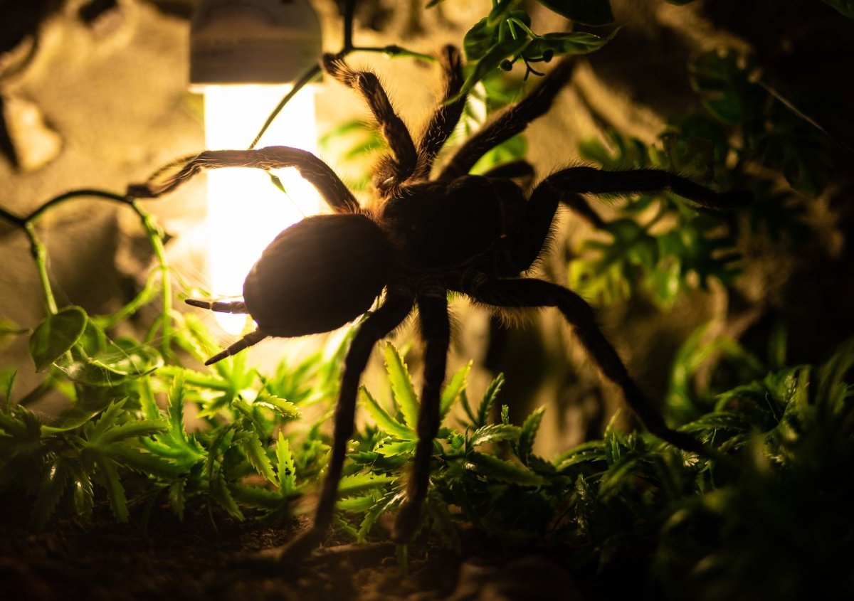 spinne vogelspinne braunschweig entenfang