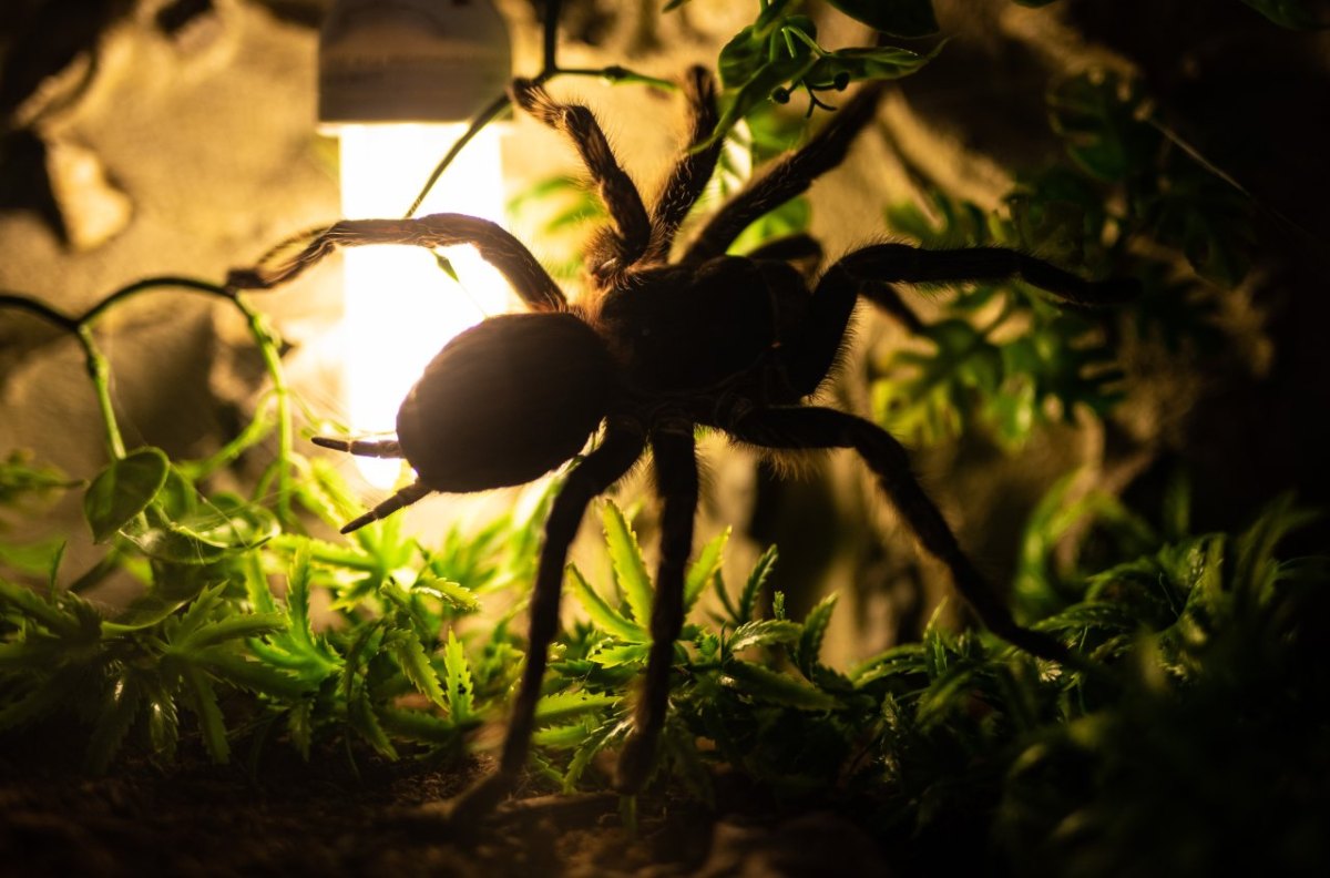 spinne vogelspinne braunschweig entenfang