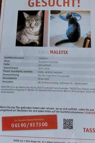 Erika sucht seit Wochen nach ihrer Katze Malefix.