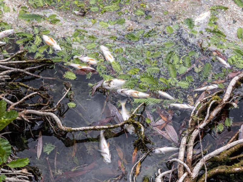 tote Fische