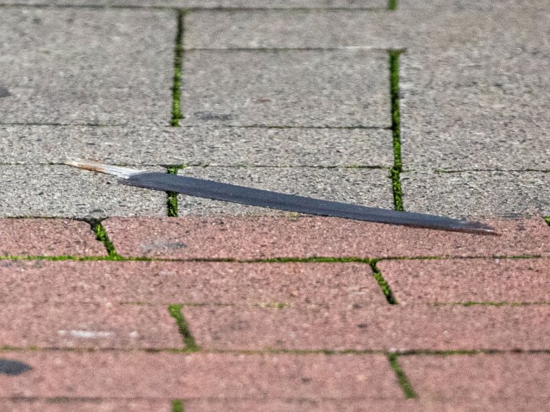 wolfenbüttel machete.jpg