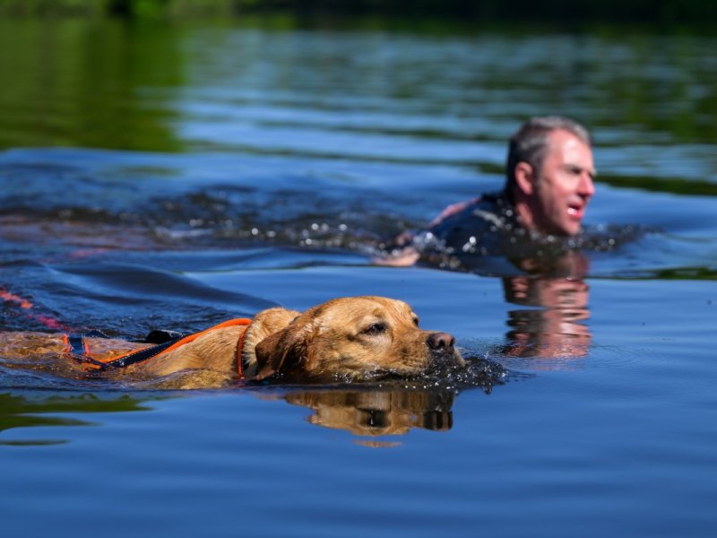 Braunschweig See Hund