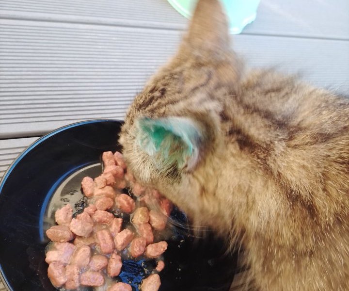 FB Katze grün Ohr Salzgitter.jpg