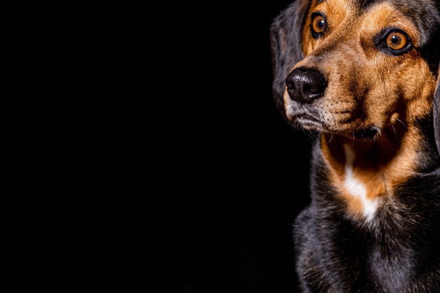 A7 bei Hannover: Hund legt Autobahn lahm. (Symbolbild) 