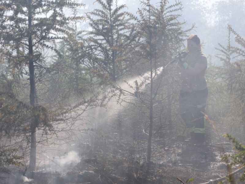 Niedersachsen Waldbrand