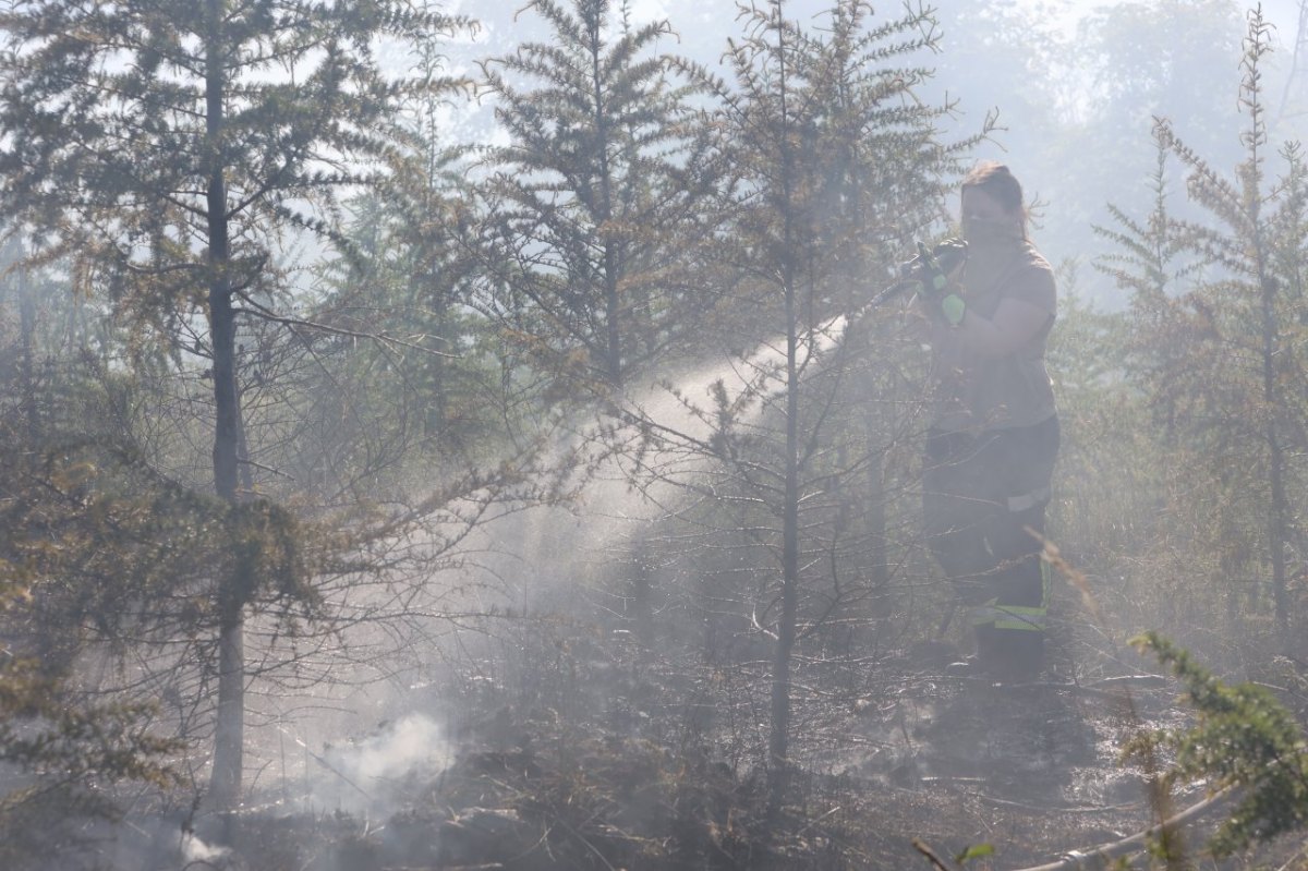 Niedersachsen Waldbrand