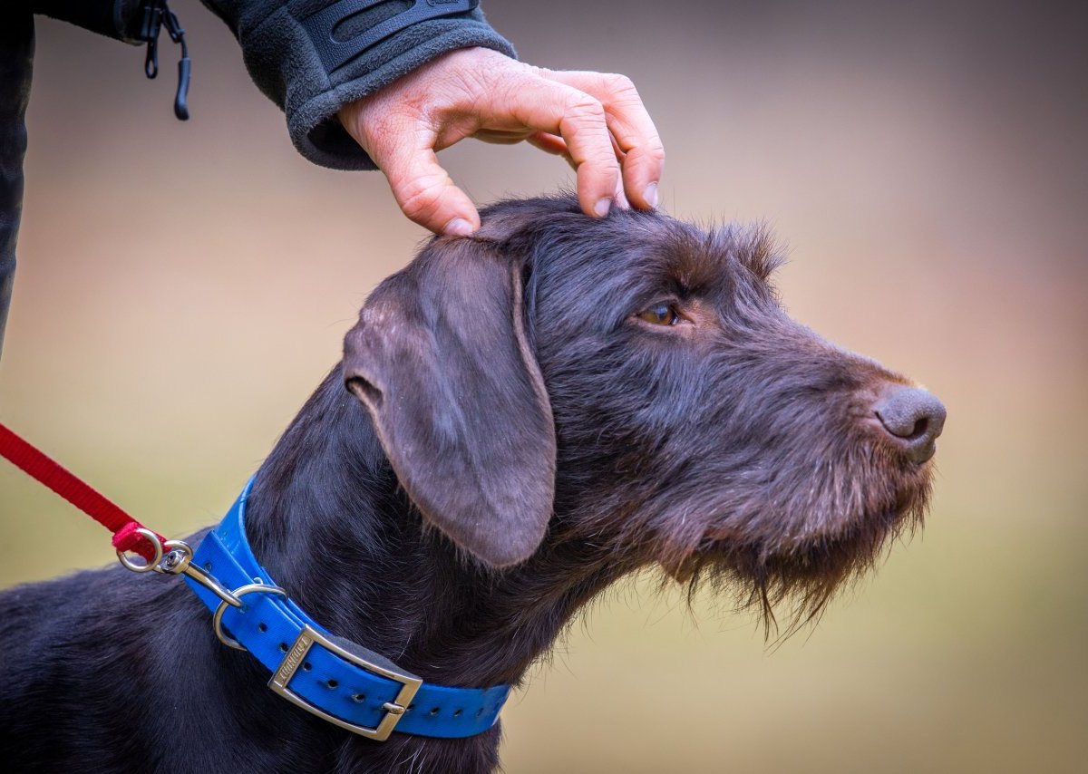 niedersachsen hund.jpg