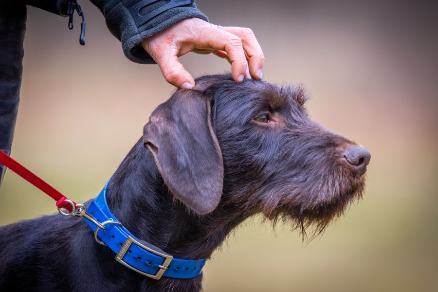 Wegen der gefährlichen Aujeszkyschen Krankheit sollten Hunde in den Wäldern in Niedersachsen besser an der Leine gelassen werden. (Symbolbild)