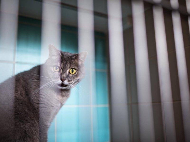 Braunschweig Katze