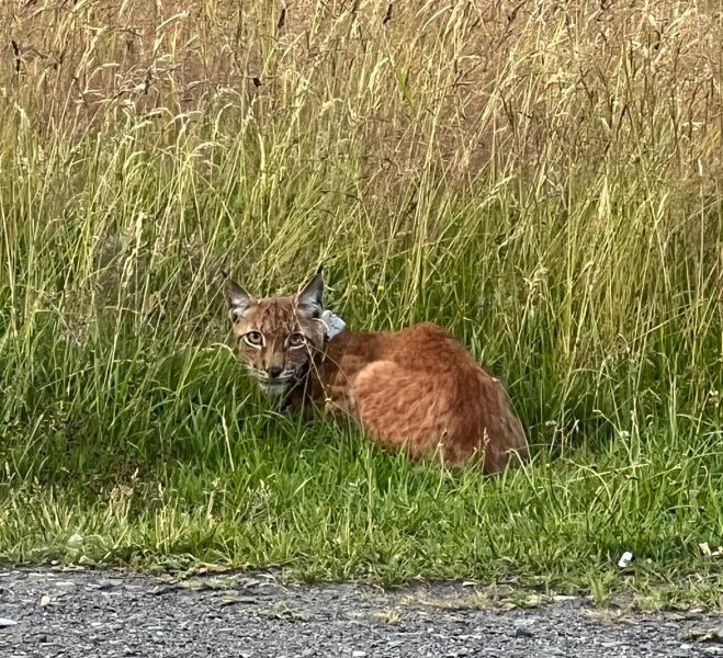 Harz-Luchs.jpg