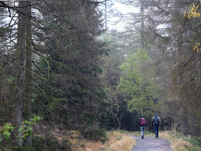 Harz Wanderweg.jpg