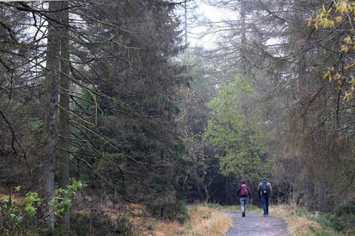 Harz Wanderweg.jpg