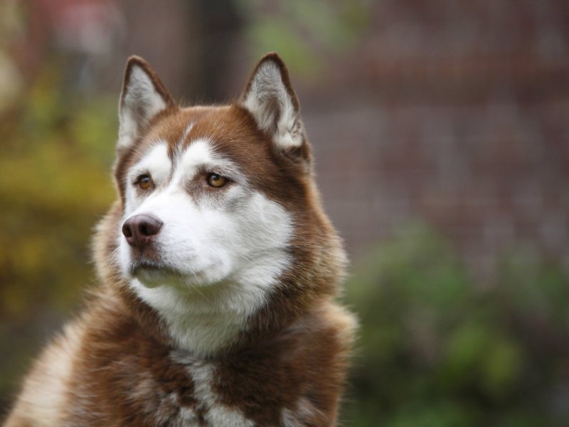 Hund Niedersachsen