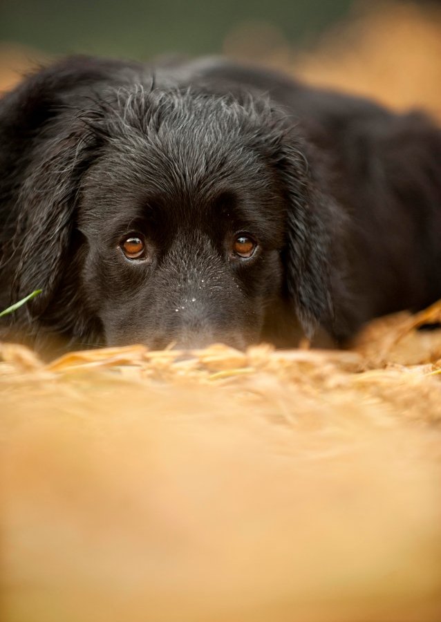 Hund Wolfenbüttel