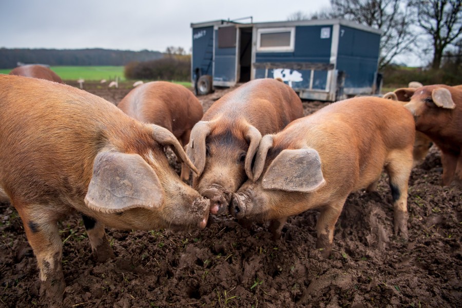 Für Schweine endet die Krankheit meist tödlich. (Symbolbild)