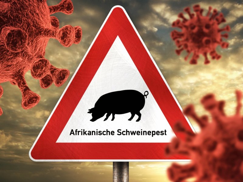 niedersachsen afrikanische schweinepest.jpg