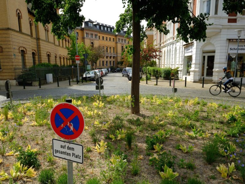 Braunschweig Baum