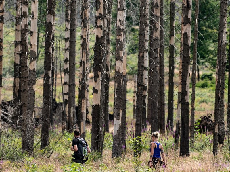 Harz.jpg