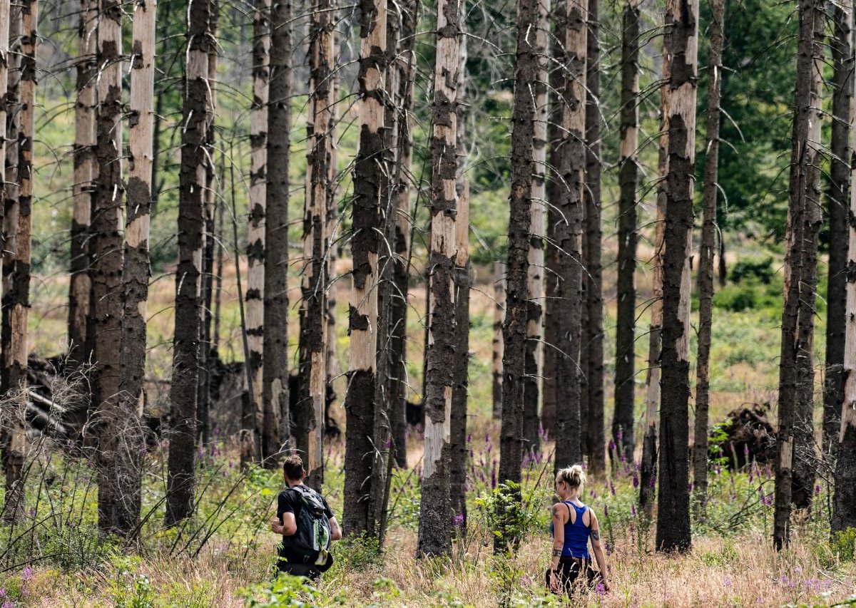 Harz.jpg