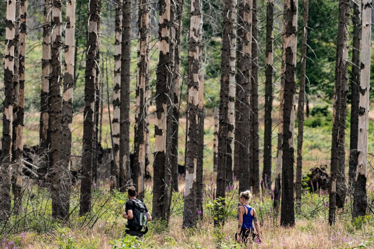 Harz.jpg