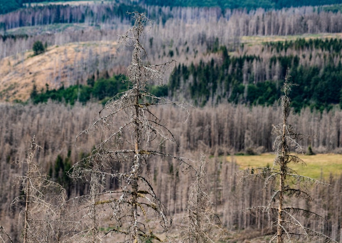 Harz Trockenheit